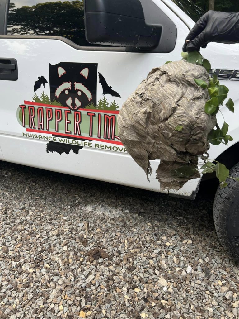 Trapper Tim's Nuisance Wildlife Removal vehicle with a hornet's nest being held by a worker, showcasing professional pest control services.