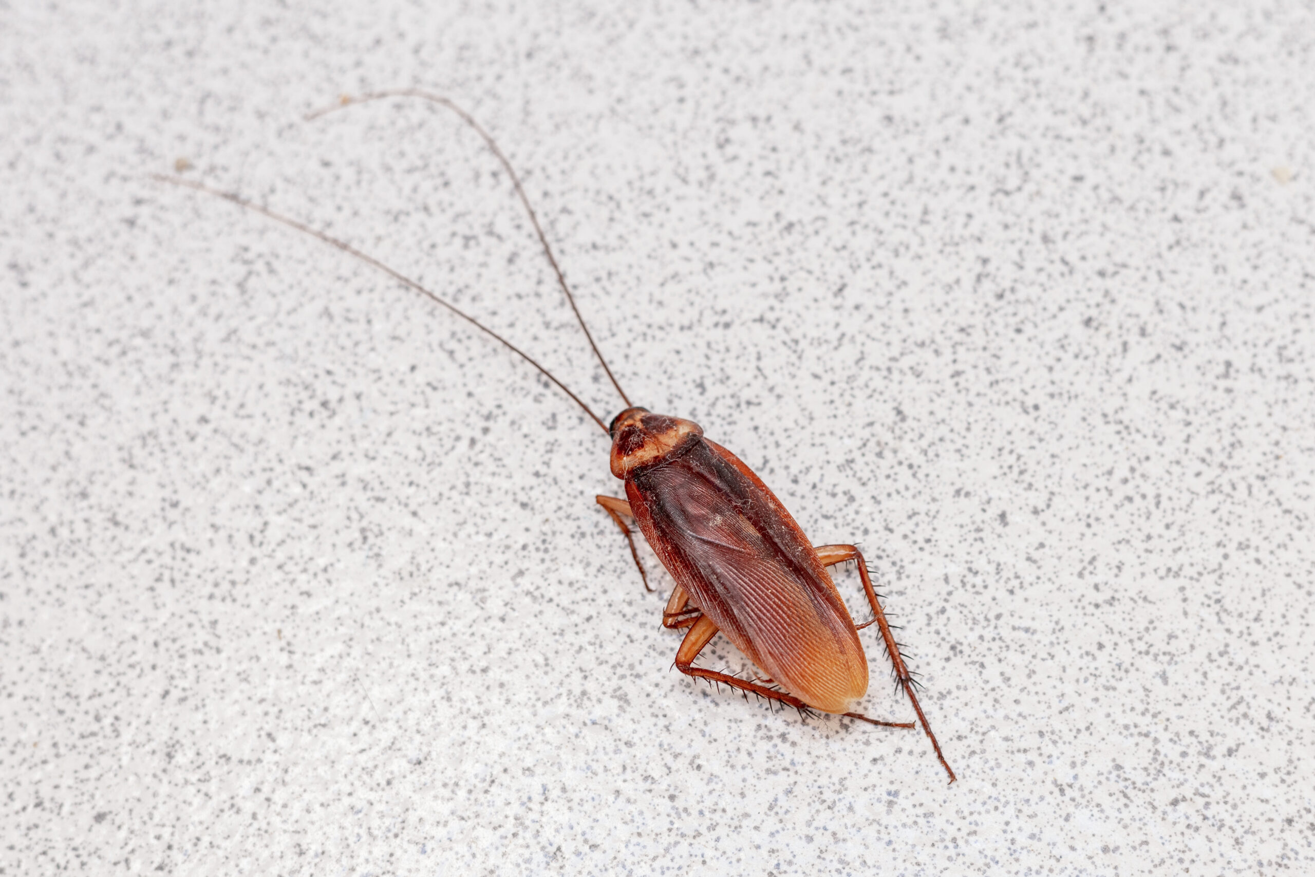 Live cockroach on a speckled surface, highlighting pest presence related to cockroach removal and prevention services.
