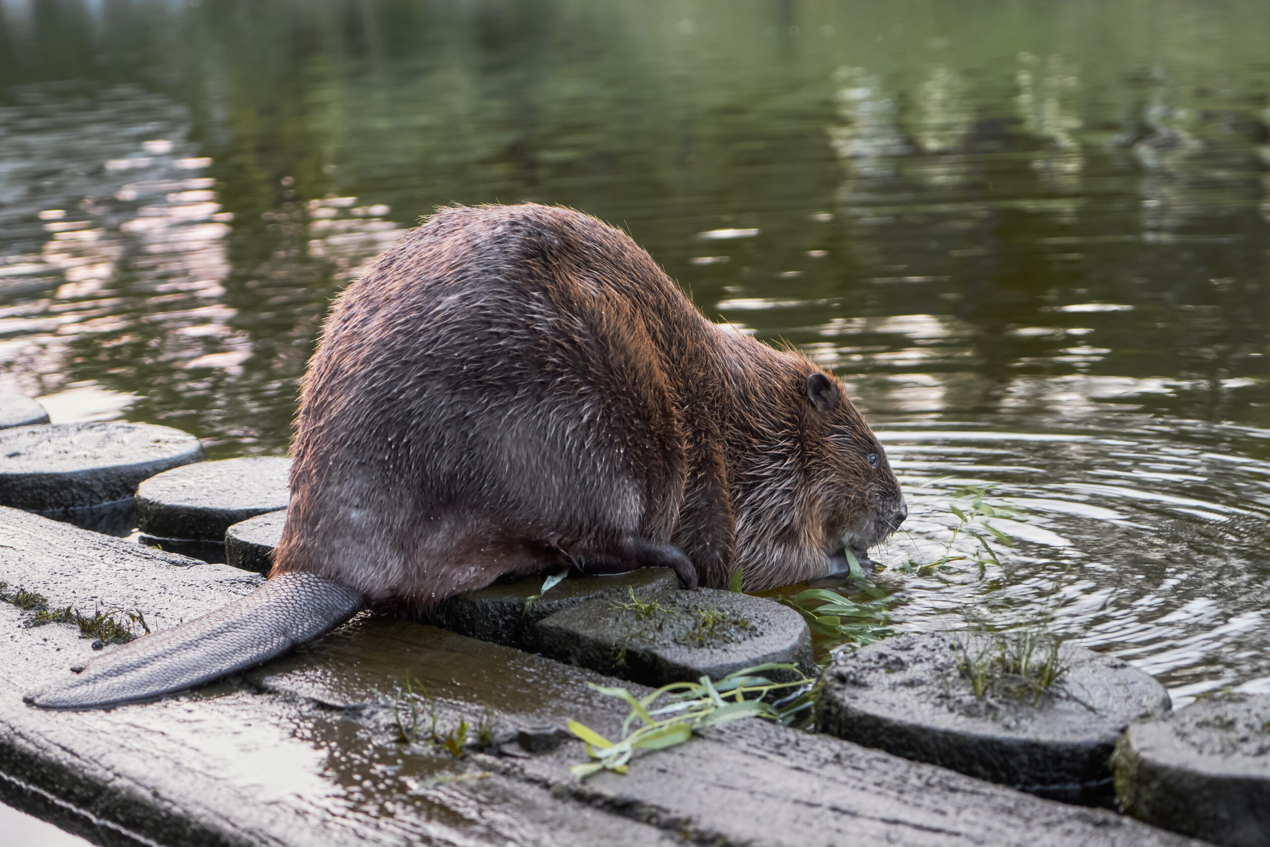 Beaver gnawing on vegetation at the edge of a river, highlighting potential property damage from beaver activity as discussed in Trapper Tim's beaver removal services.
