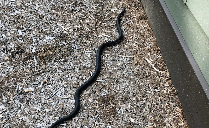 Black rat snake slithering on mulch near building, illustrating the need for snake removal and prevention services.