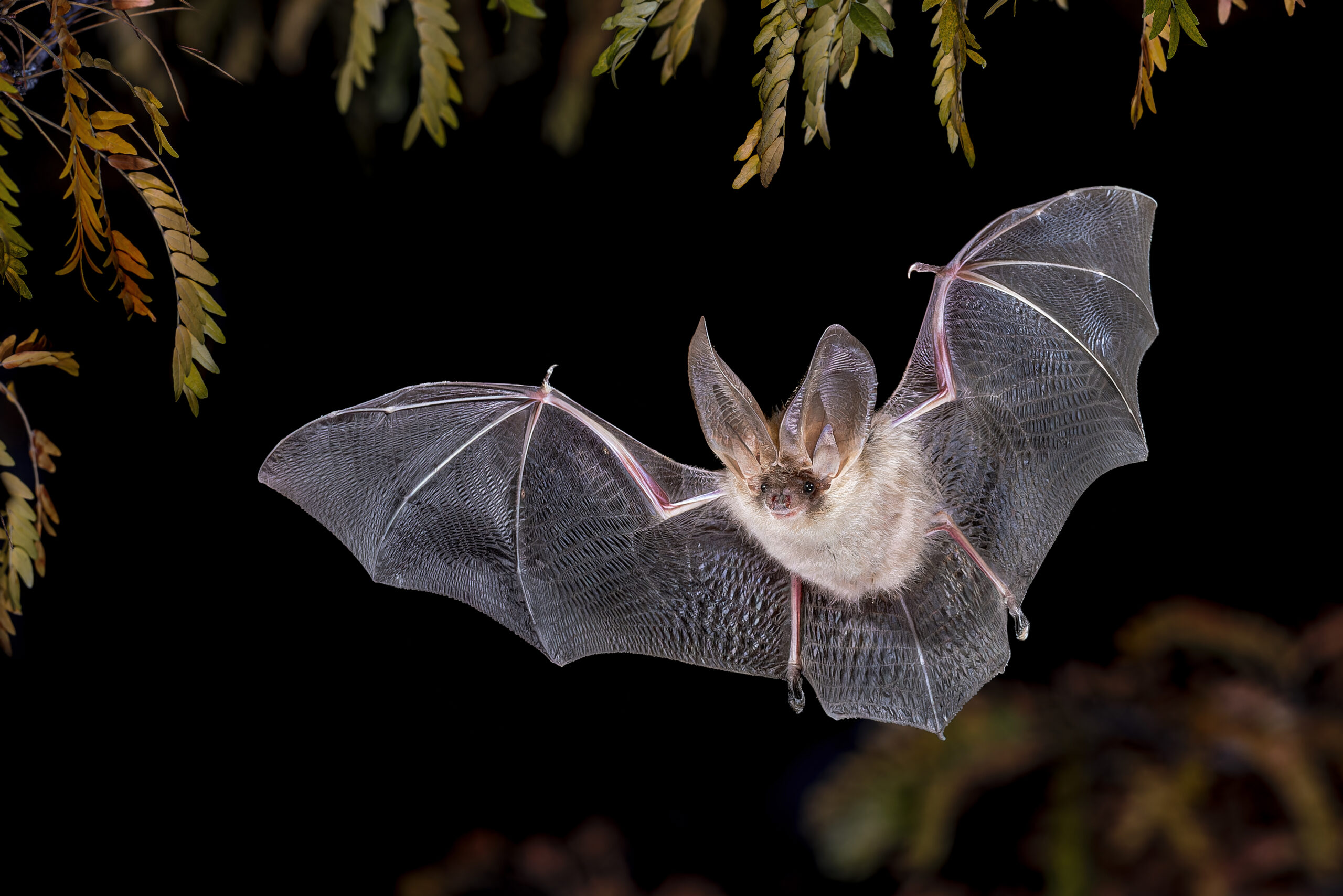 Brown long-eared bat flying among foliage in a forest setting, emphasizing wildlife and bat removal services.