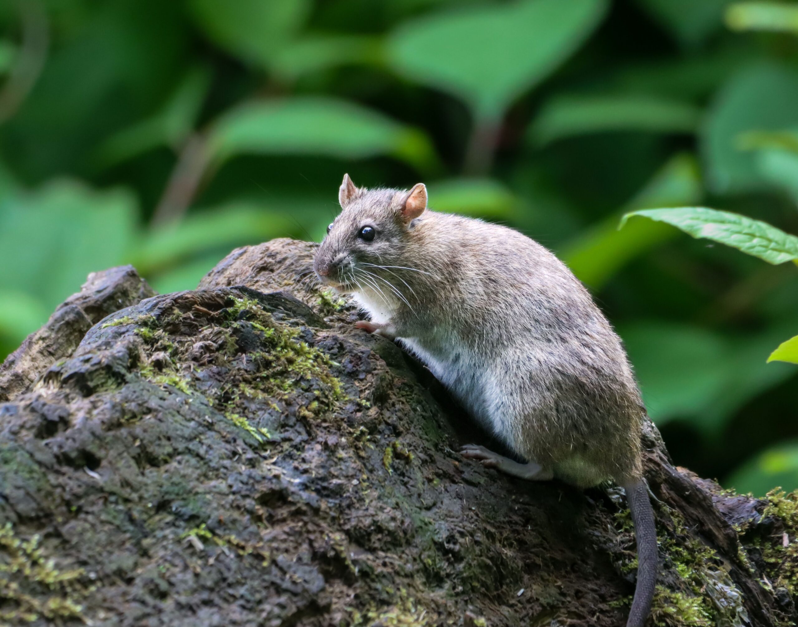 Gray rat sitting on a moss-covered tree trunk, illustrating potential nuisance wildlife in residential areas.