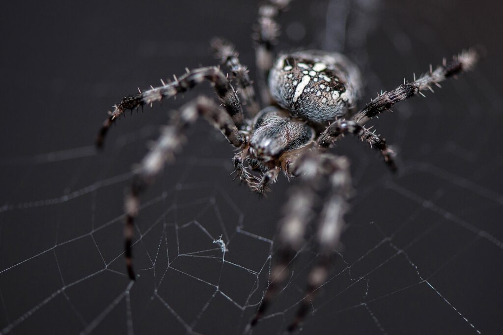 Close-up of a spider in its web, emphasizing pest control services related to spider removal.
