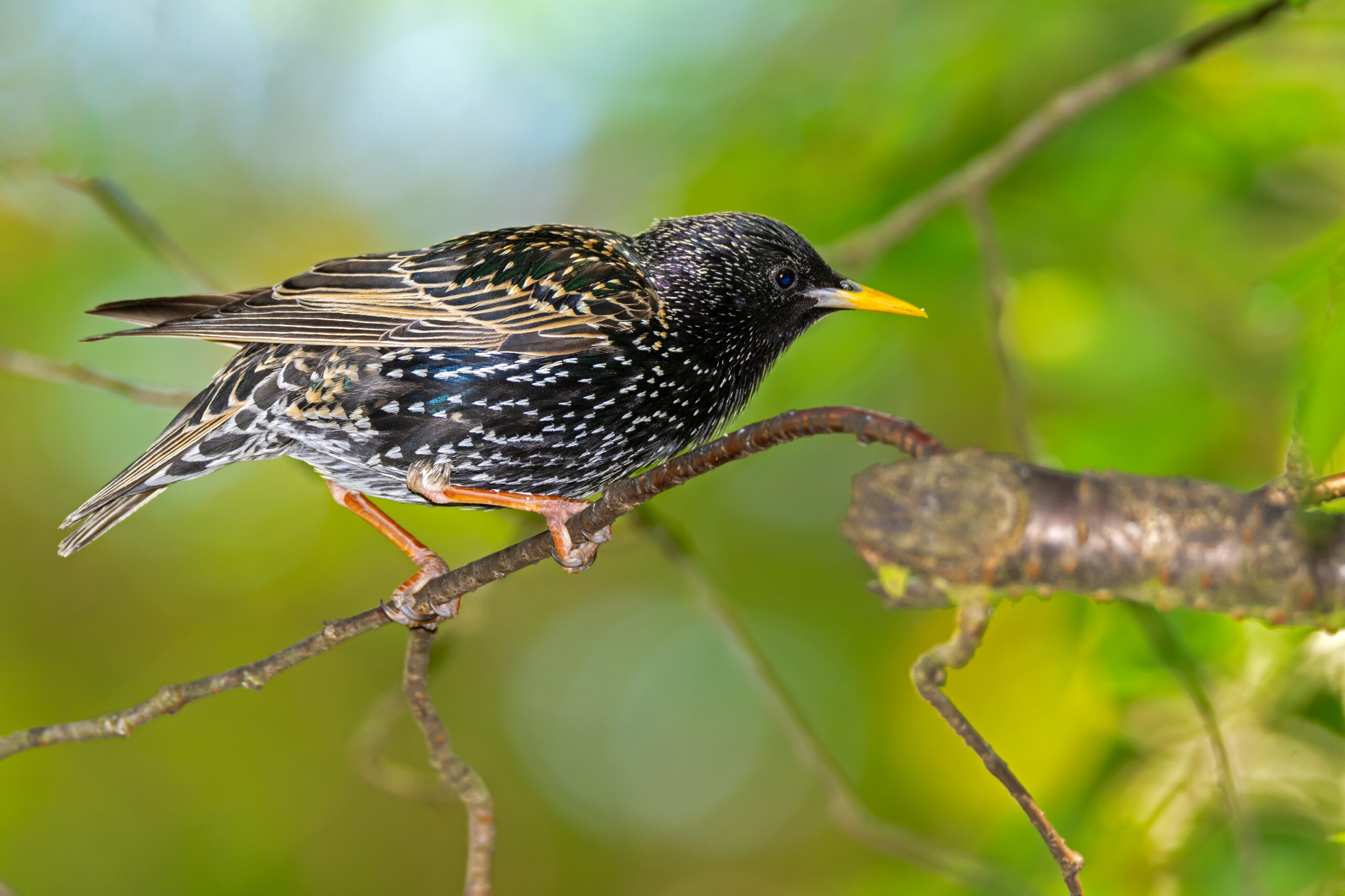 Close-up of a black starling bird perched on a branch, showcasing its iridescent feathers and yellow beak, relevant to bird removal and prevention services.