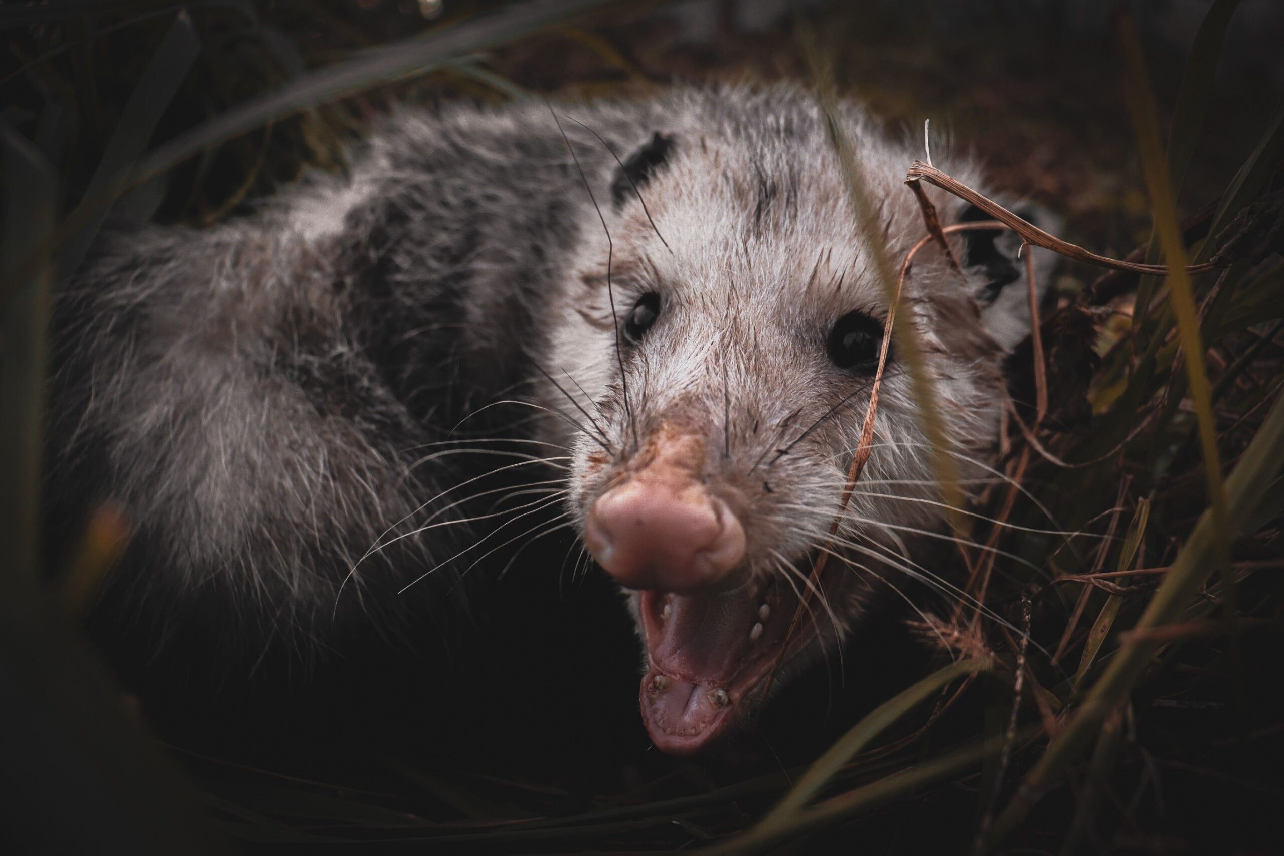 Close-up of an opossum with its mouth open, showcasing its teeth and whiskers, surrounded by grass, relevant to opossum removal and prevention services.