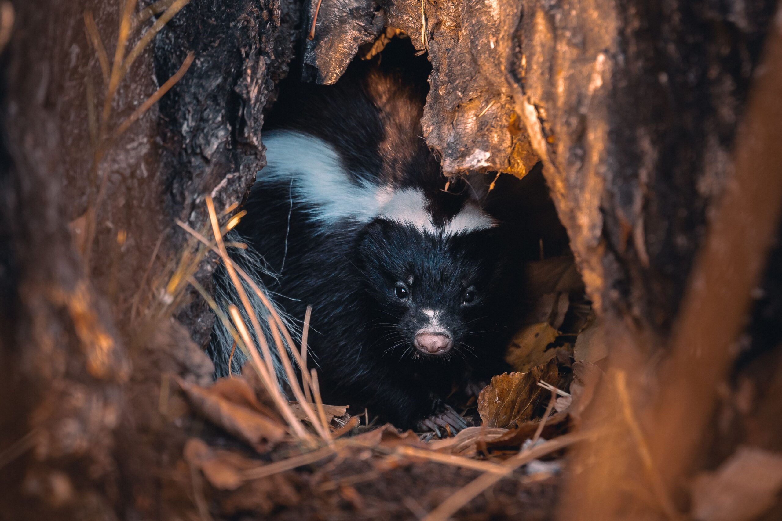 Cute black and white skunk peeking out from a cave, surrounded by leaves and twigs, illustrating the hidden dens that skunks create on properties.