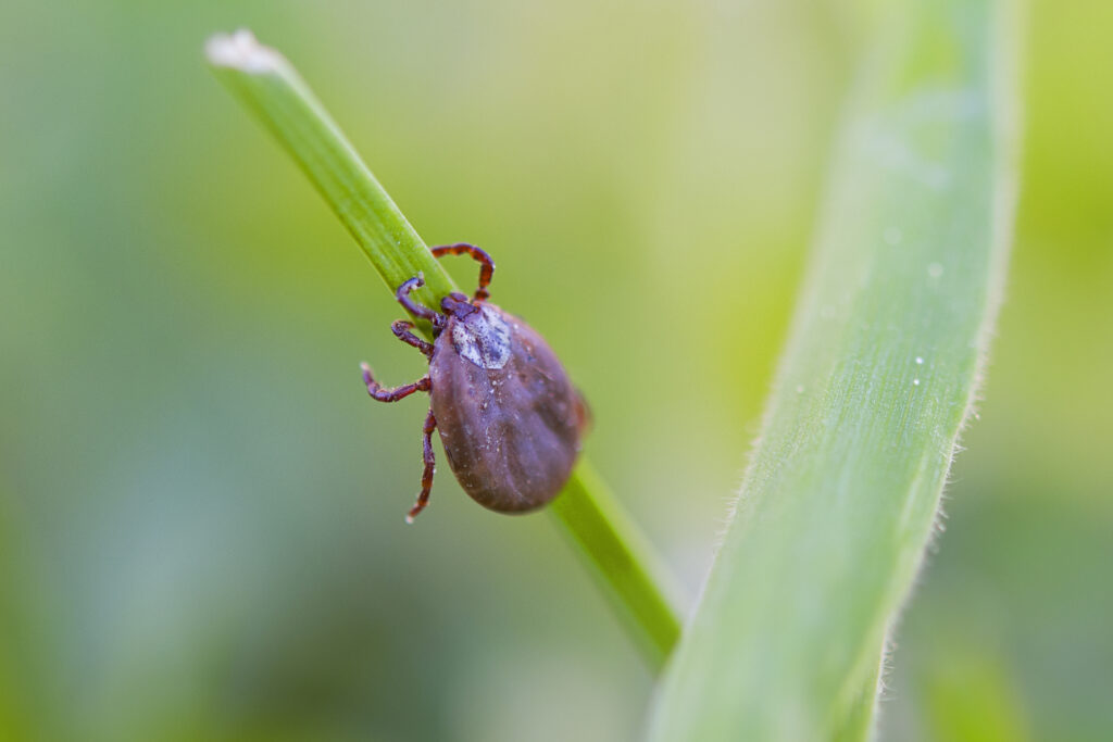 Close-up of a tick on a green blade of grass, highlighting pest control concerns related to flea and tick removal services.