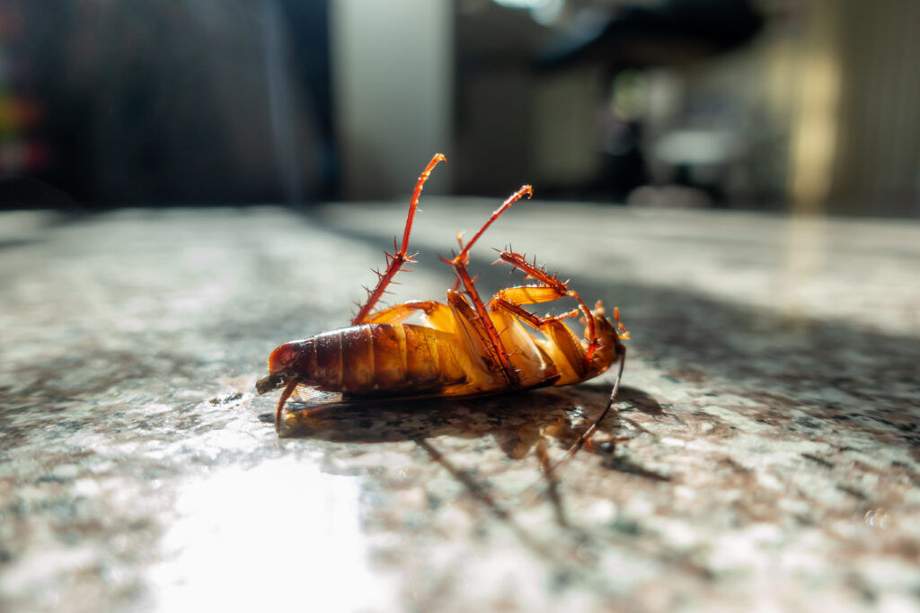 Dead cockroach on a marble floor, representing the need for effective cockroach control services.