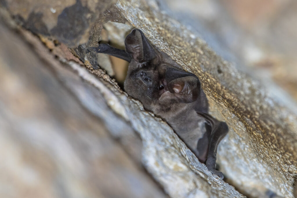 European free-tailed bat roosting in rocky crevice, illustrating potential signs of bat infestation in homes.