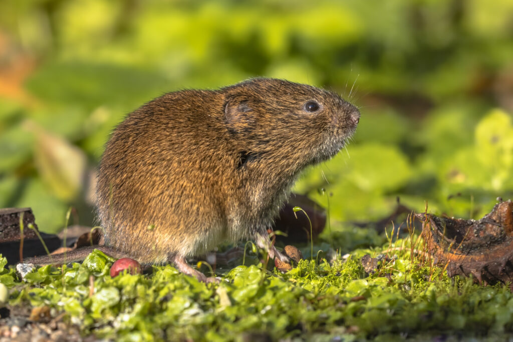 Field vole in natural habitat surrounded by greenery, relevant to wildlife removal services offered by Trapper Tim's.