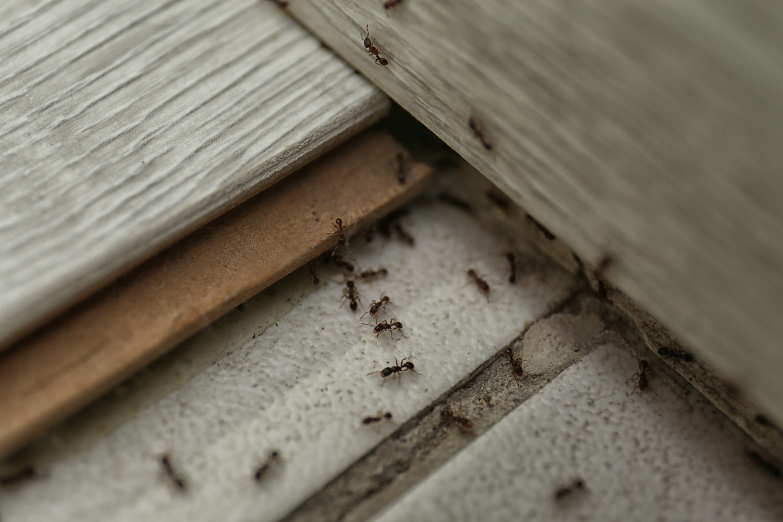 Many black ants crawling on floorboards, indicating a potential ant infestation in a home, relevant to ant removal and prevention services.