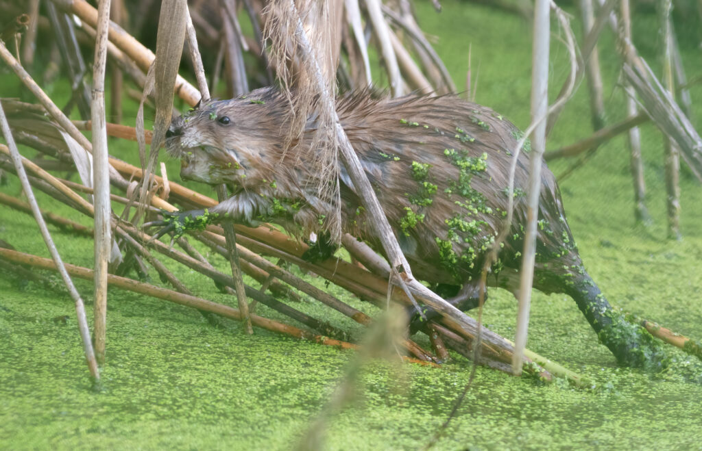 Muskrat (Ondatra zibethicus) navigating through wetland vegetation, relevant to muskrat removal services offered by Trapper Tim's Nuisance Wildlife Removal.