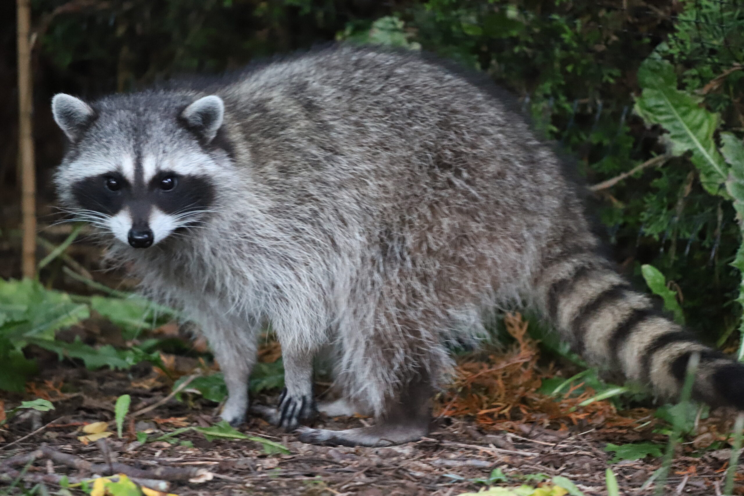 Raccoon in backyard setting, illustrating wildlife presence and potential home invasion risks related to raccoon removal services.