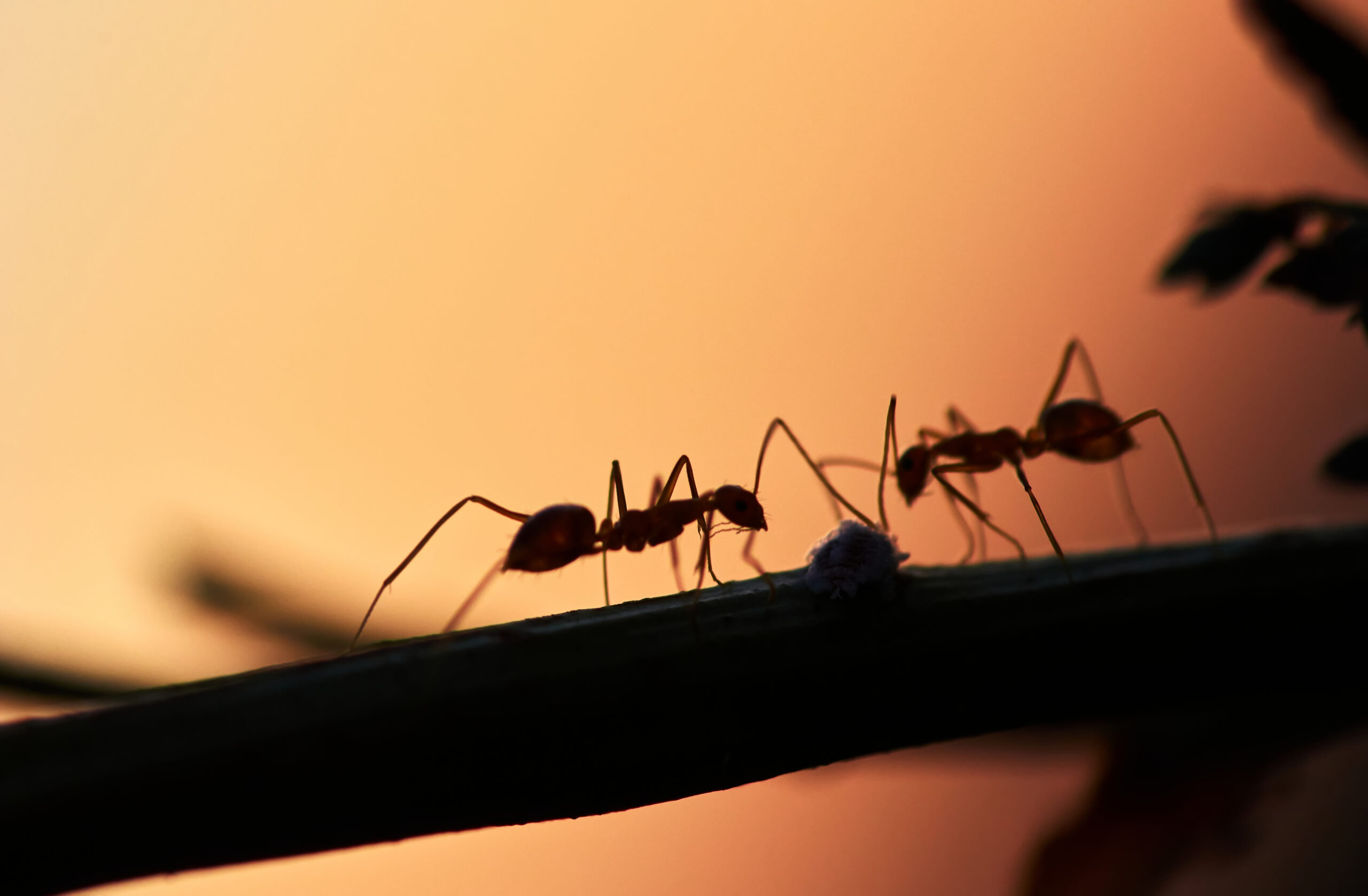 Silhouette of ants on a branch against a warm, gradient background, representing pest control services for ant management.