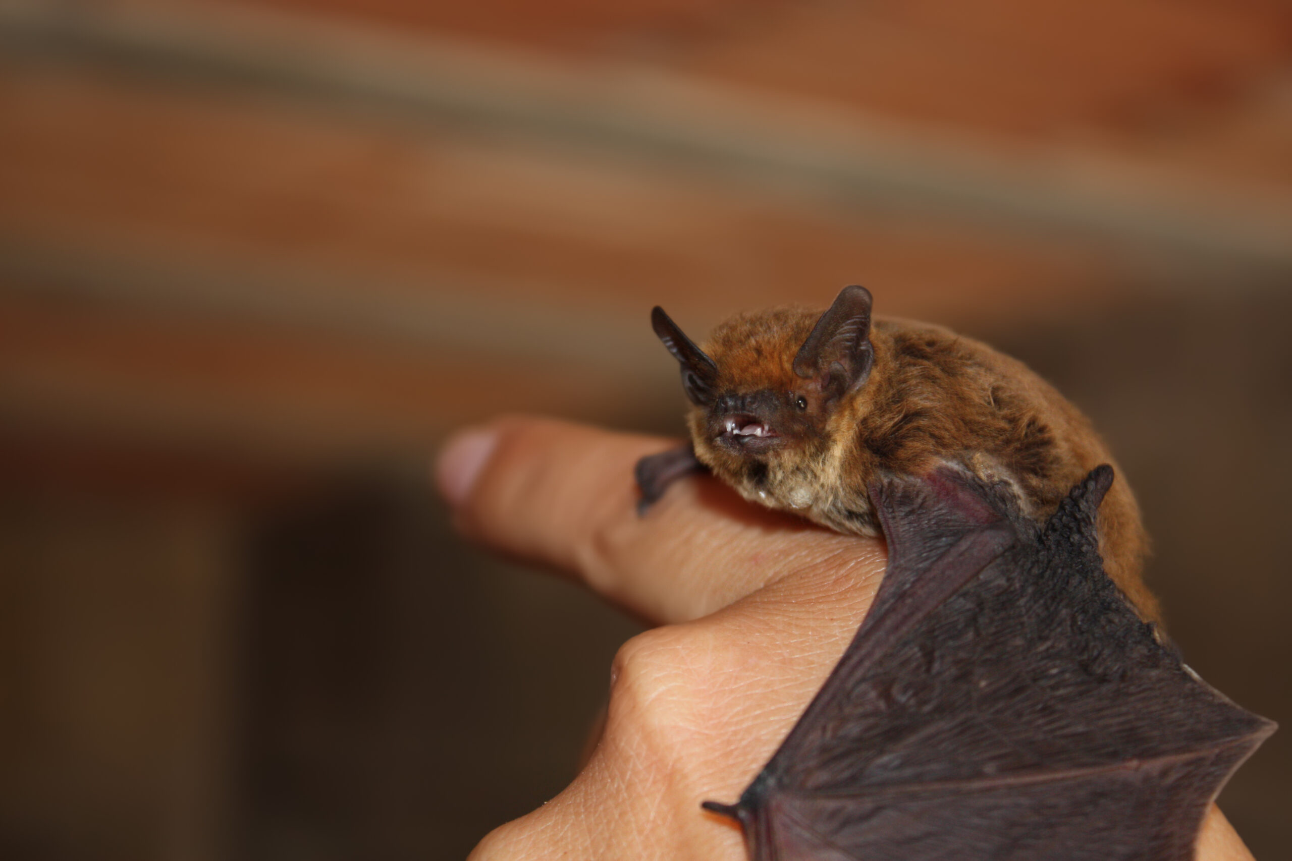 Small brown bat resting on a human hand, illustrating humane wildlife handling in Indiana bat removal context.