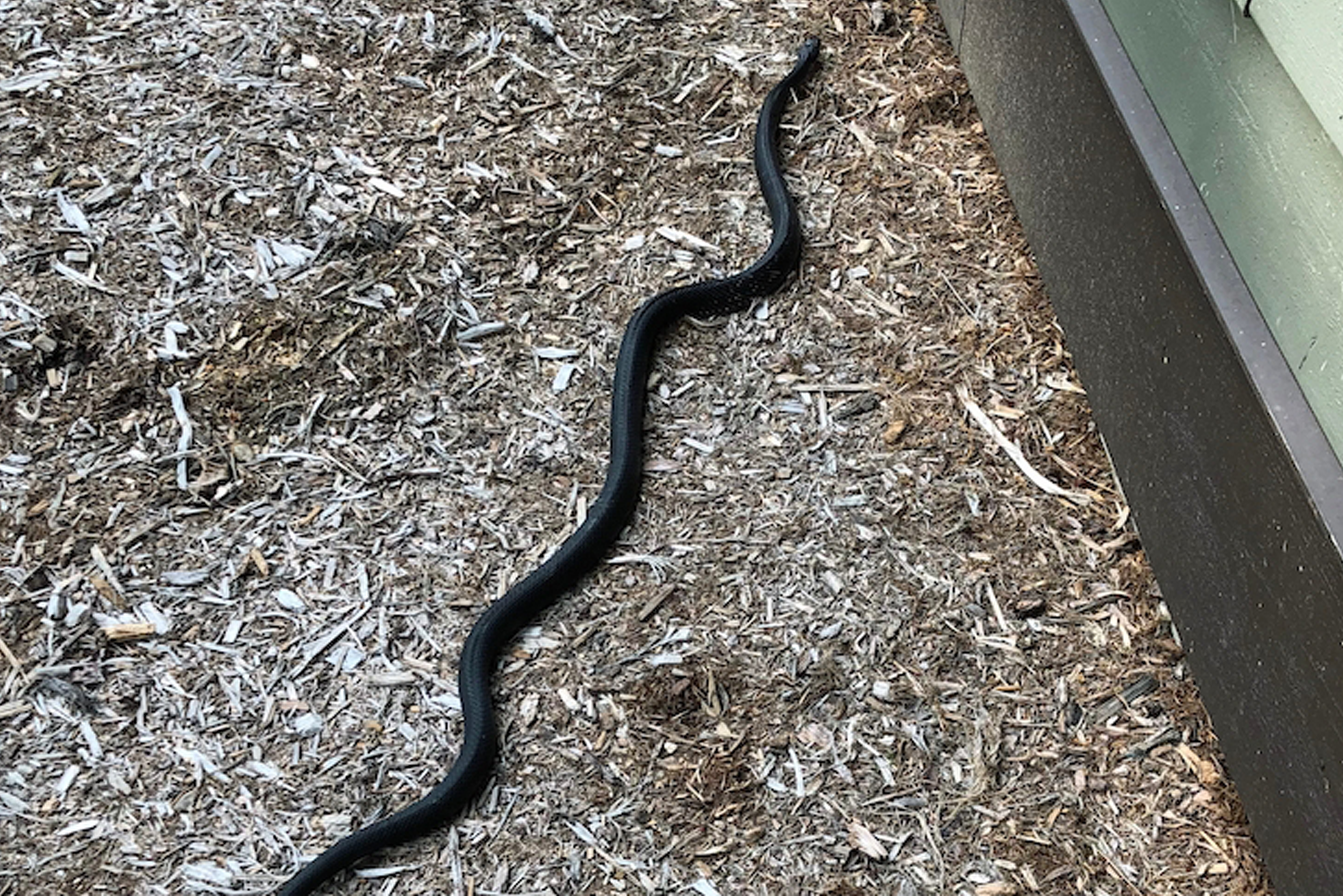 Black snake on mulch near building, highlighting Trapper Tim's snake removal services.