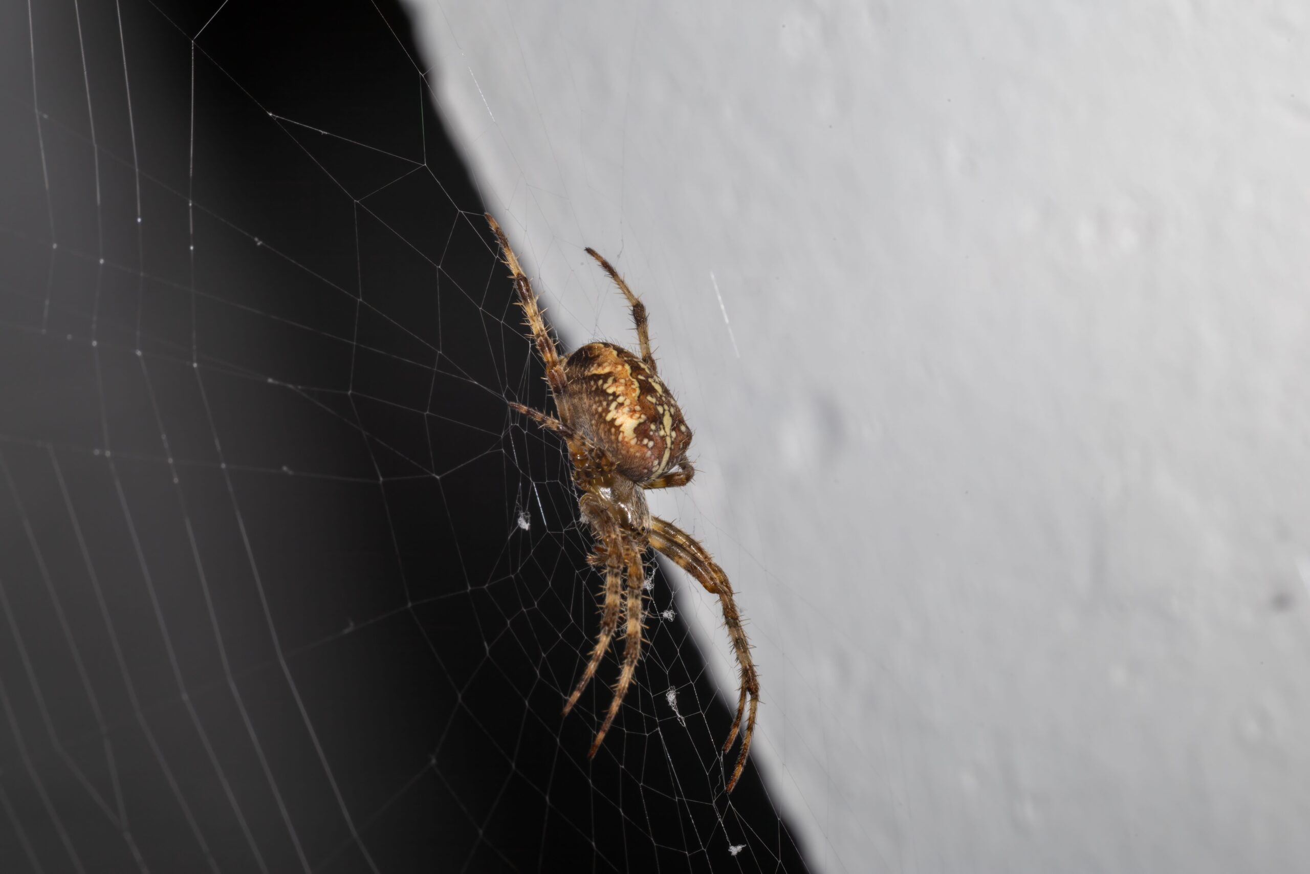 Spider resting on its web in a home setting, highlighting the need for effective spider removal and prevention services.