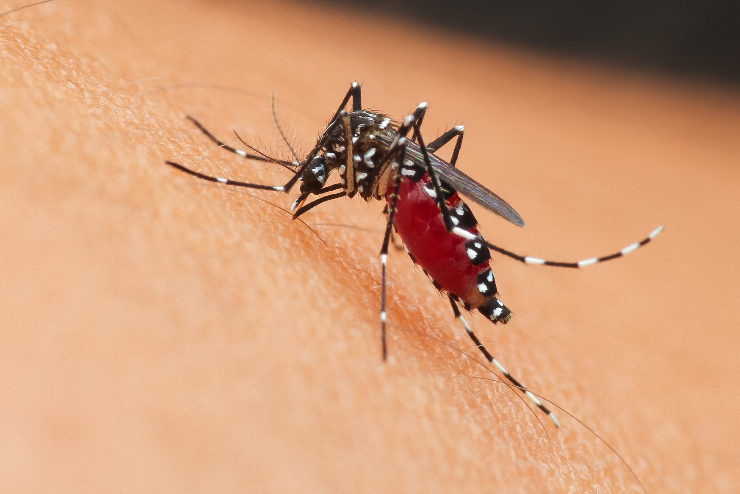 Close-up of a mosquito feeding on skin, highlighting the insect's detailed features, relevant to mosquito control services offered by Trapper Tim's Nuisance Wildlife Removal.