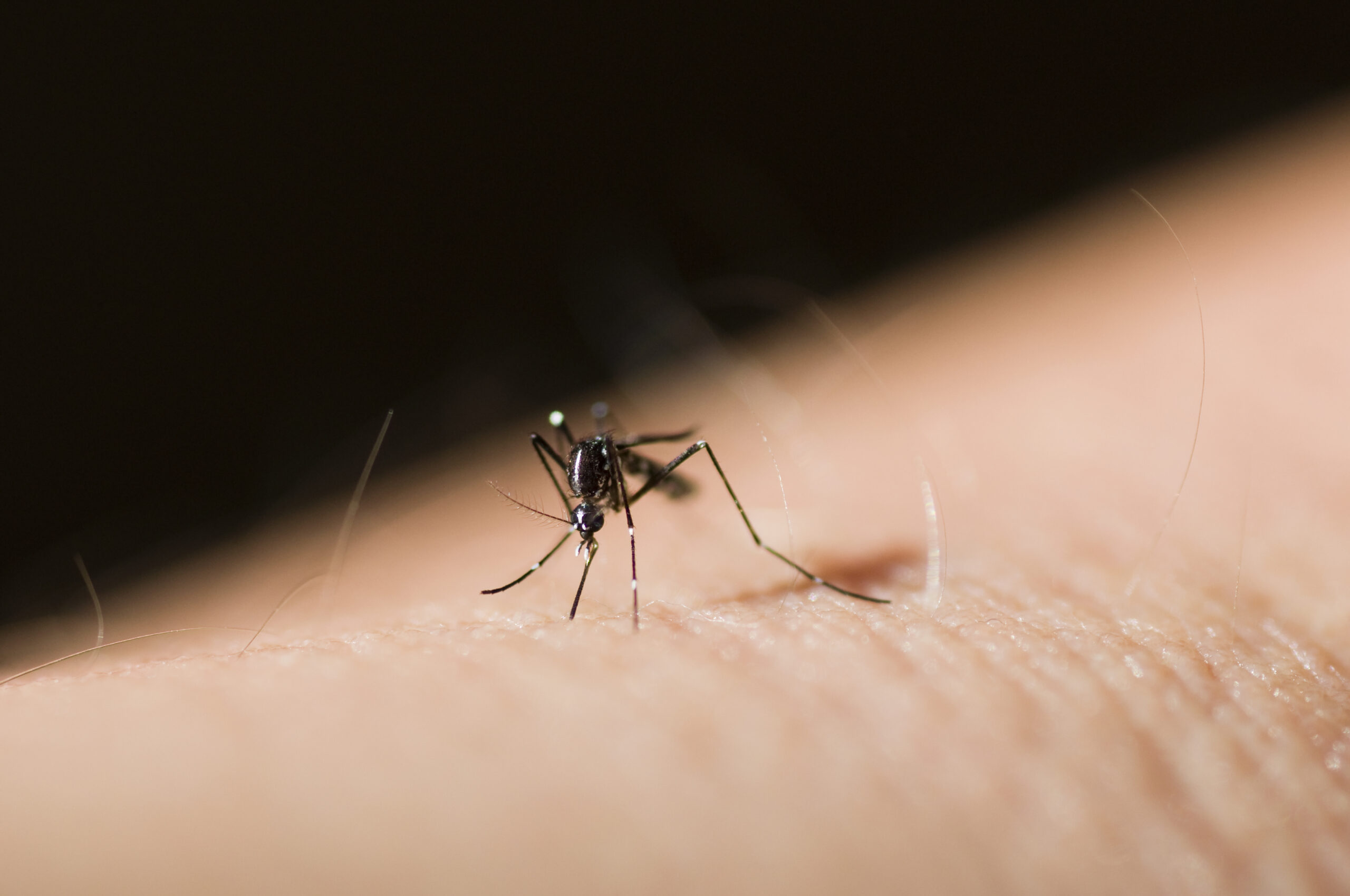 Close-up of a tiger mosquito on human skin, highlighting the insect's features relevant to mosquito control and prevention.