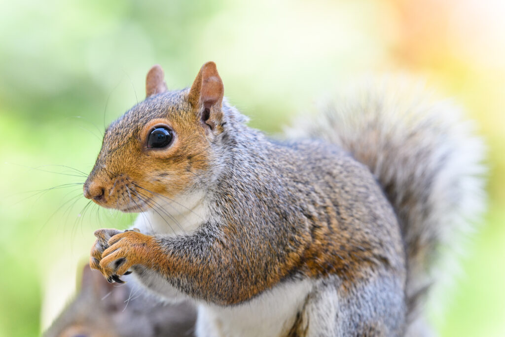 Cheeky grey squirrel feeding, highlighting wildlife in gardens, relevant to squirrel removal services.