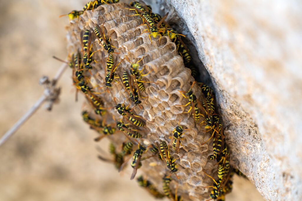 Wasp nest with numerous wasps on a textured surface, highlighting the need for stinging insect control services.