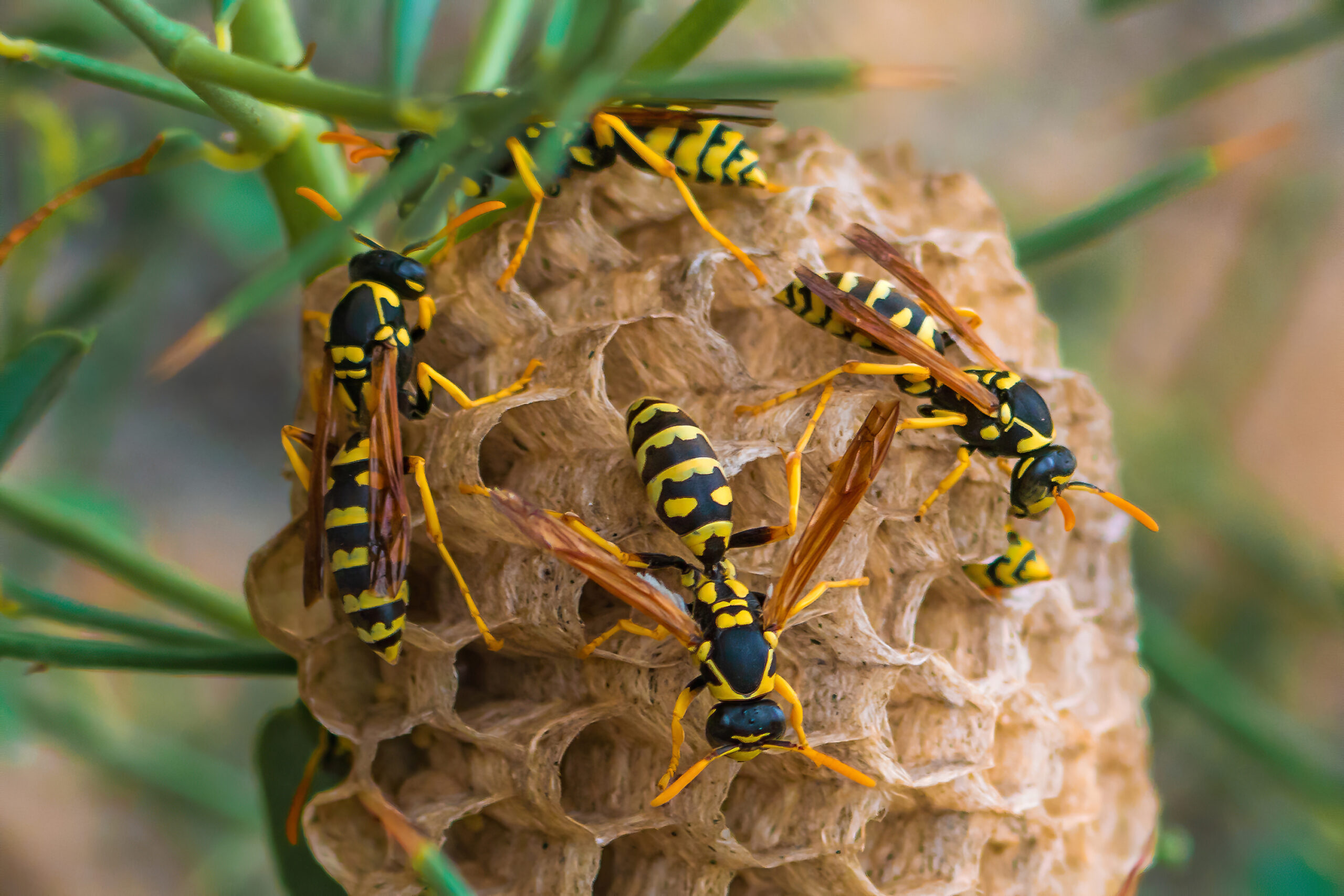 Wasps on a nest, highlighting the potential safety concern of stinging insects near residential areas, relevant to stinging insect removal services.